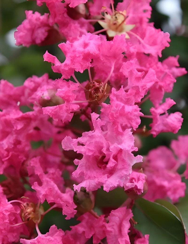 LAGERSTROEMIA ANDRÉ DESMARTIS - Lilas des Indes