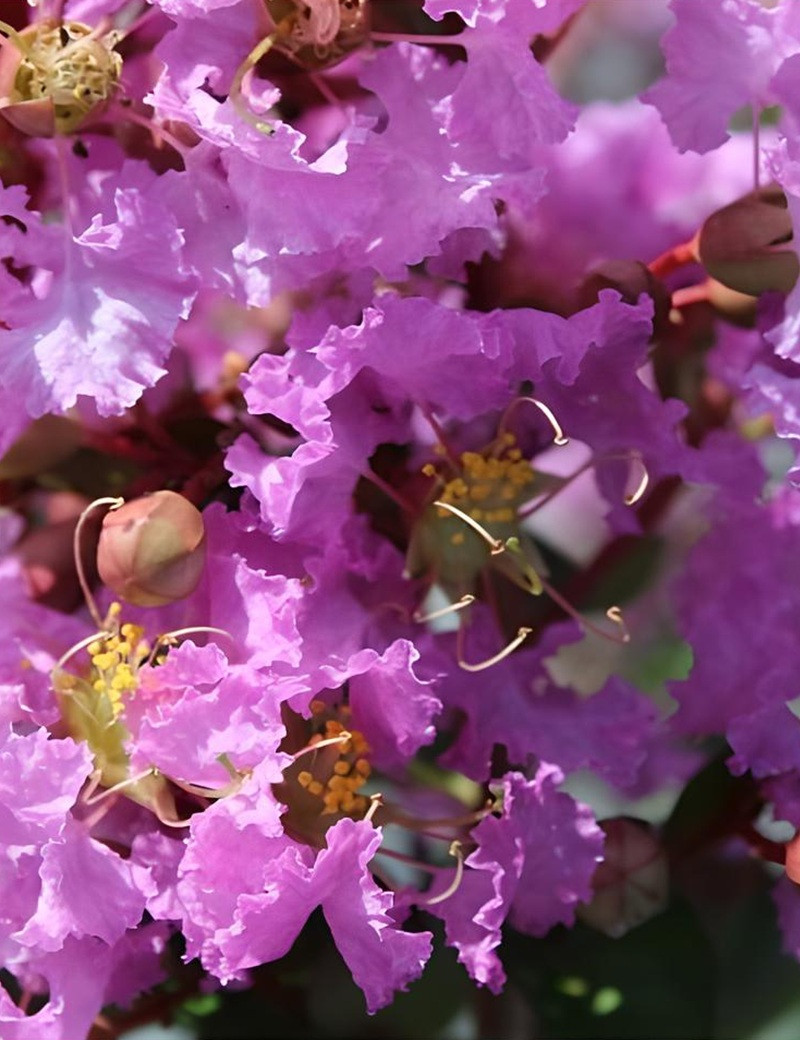 LAGERSTROEMIA SOUVENIR D'HUBERT PUARD - Lilas des Indes