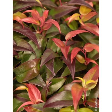 LEUCOTHOE fontanesiana DARK DIAMOND® - Leucothoé