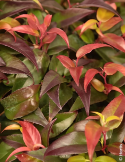 LEUCOTHOE fontanesiana DARK DIAMOND® - Leucothoé