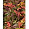 LEUCOTHOE fontanesiana DARK DIAMOND® - Leucothoé