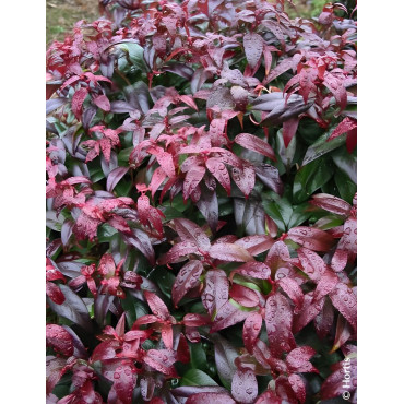 LEUCOTHOE fontanesiana DARK DIAMOND® - Leucothoé