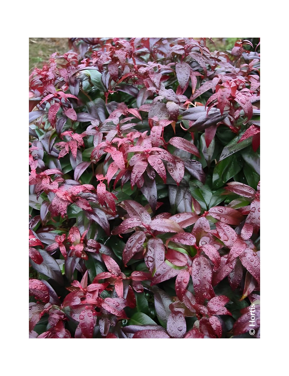 LEUCOTHOE fontanesiana DARK DIAMOND® - Leucothoé