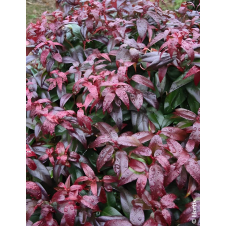 LEUCOTHOE fontanesiana DARK DIAMOND® - Leucothoé