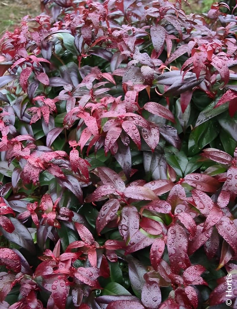 LEUCOTHOE fontanesiana DARK DIAMOND® - Leucothoé