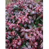 LEUCOTHOE fontanesiana DARK DIAMOND® - Leucothoé