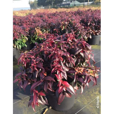 LEUCOTHOE fontanesiana DARK DIAMOND® - Leucothoé