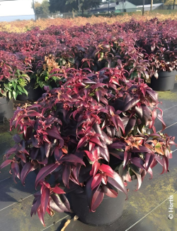 LEUCOTHOE fontanesiana DARK DIAMOND® - Leucothoé