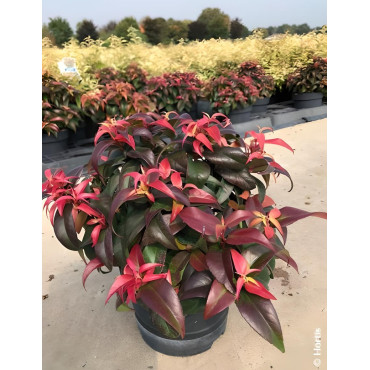 LEUCOTHOE fontanesiana DARK DIAMOND® - Leucothoé