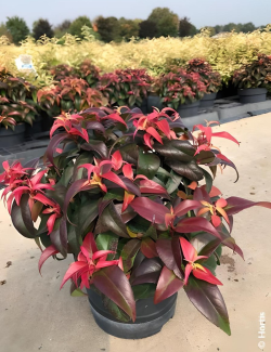 LEUCOTHOE fontanesiana DARK DIAMOND® - Leucothoé