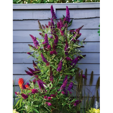 BUDDLEJA davidii BUTTERFLY TOWER® - Arbre aux papillons