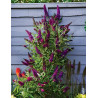 BUDDLEJA davidii BUTTERFLY TOWER® - Arbre aux papillons