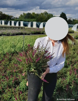 BUDDLEJA davidii BUTTERFLY TOWER® - Arbre aux papillons En pot de 4-5 litres buisson hauteur 040-060 cm