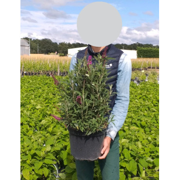 BUDDLEJA davidii BUTTERFLY TOWER® - Arbre aux papillons En pot de 10-12 litres buisson hauteur 060-080