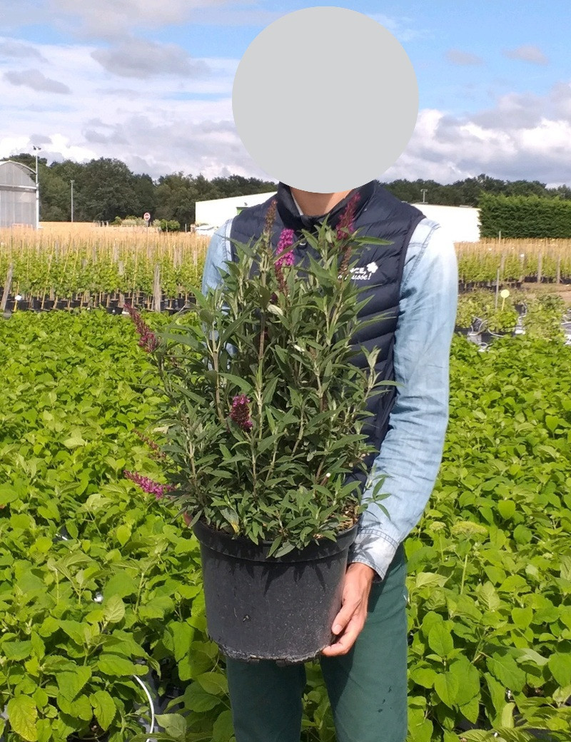 Buddleia davidii ‘Butterfly Tower’ – Arbre aux papillons compact à ...