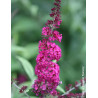 BUDDLEJA MISS RUBY® - Arbre aux papillons