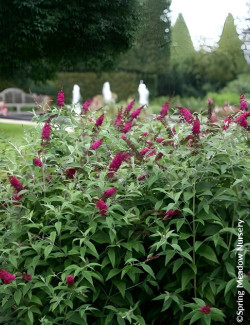 Buddleia ‘Miss Ruby’ – Arbuste compact à floraison rouge rubis, parfumé et facile à cultiver