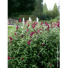 Buddleia ‘Miss Ruby’ – Arbuste compact à floraison rouge rubis, parfumé et facile à cultiver