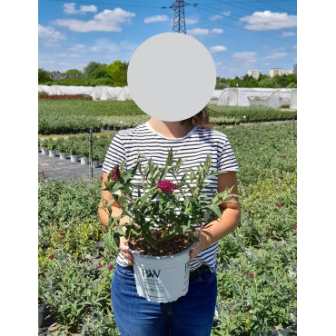 BUDDLEJA MISS RUBY® - Arbre aux papillons En pot de 4-5 litres buisson hauteur 040-060 cm