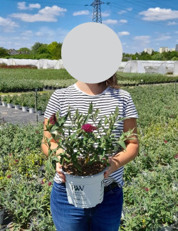 BUDDLEJA MISS RUBY® - Arbre aux papillons En pot de 4-5 litres buisson hauteur 040-060 cm