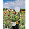 BUDDLEJA MISS RUBY® - Arbre aux papillons En pot de 10-12 litres buisson hauteur 060-080