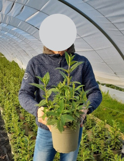 BUDDLEJA PRINCE CHARMING - Arbre aux papillons En pot de 4-5 litres buisson hauteur 040-060 cm