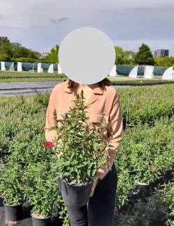 BUDDLEJA PRINCE CHARMING - Arbre aux papillons En pot de 4-5 litres buisson hauteur 040-060 cm