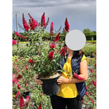 BUDDLEJA PRINCE CHARMING - Arbre aux papillons En pot de 10-12 litres buisson hauteur 060-080