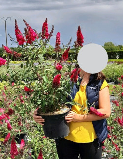 BUDDLEJA PRINCE CHARMING - Arbre aux papillons En pot de 10-12 litres buisson hauteur 060-080