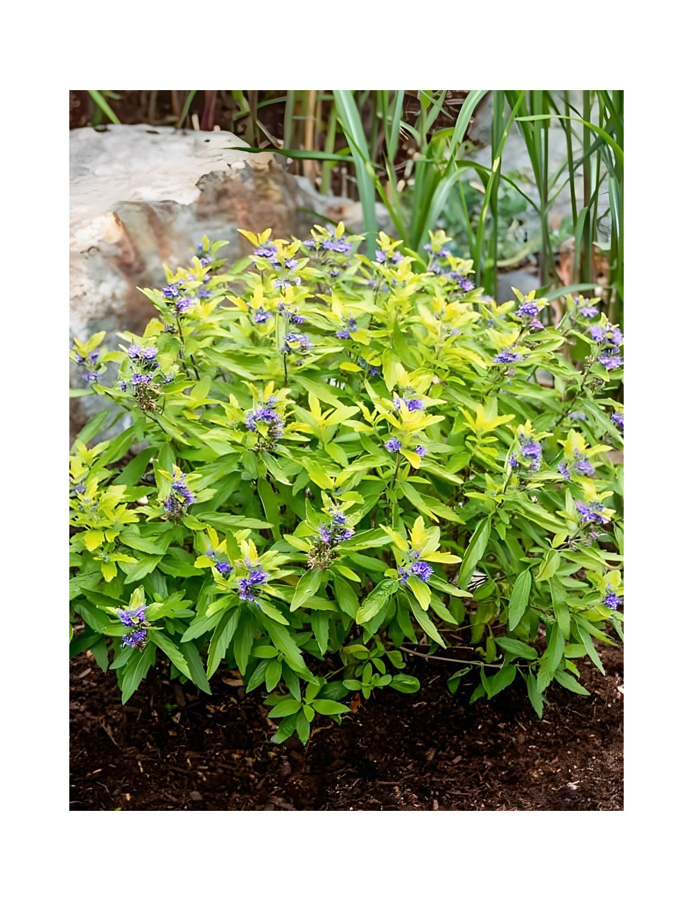 CARYOPTERIS clandonensis HINT OF GOLD® - Barbe bleue