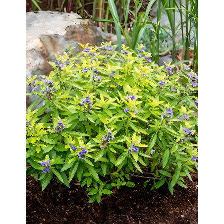 CARYOPTERIS clandonensis HINT OF GOLD® - Barbe bleue