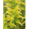 CARYOPTERIS clandonensis HINT OF GOLD® - Barbe bleue
