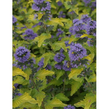 CARYOPTERIS clandonensis HINT OF GOLD® - Barbe bleue