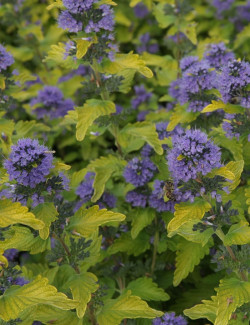 CARYOPTERIS clandonensis HINT OF GOLD® - Barbe bleue