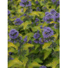 CARYOPTERIS clandonensis HINT OF GOLD® - Barbe bleue