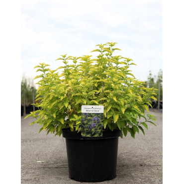 CARYOPTERIS clandonensis HINT OF GOLD® - Barbe bleue En pot de 10-12 litres buisson hauteur 040-060