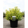 CARYOPTERIS clandonensis HINT OF GOLD® - Barbe bleue En pot de 10-12 litres buisson hauteur 040-060