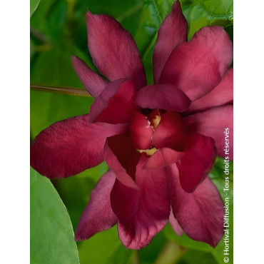 CALYCANTHUS raulstonii HARTLAGE WINE - Arbre aux anémones de Raulston