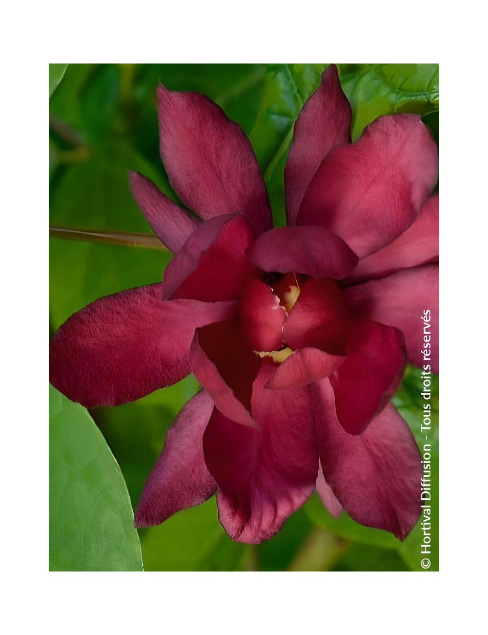 CALYCANTHUS raulstonii HARTLAGE WINE - Arbre aux anémones de Raulston