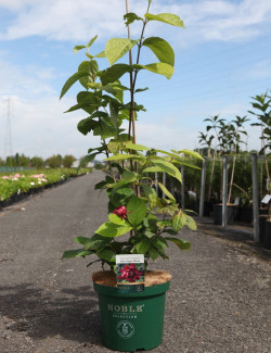 CALYCANTHUS raulstonii HARTLAGE WINE - Arbre aux anémones de Raulston En pot de 10-12 litres buisson hauteur 060-080