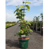 CALYCANTHUS raulstonii HARTLAGE WINE - Arbre aux anémones de Raulston En pot de 10-12 litres buisson hauteur 060-080