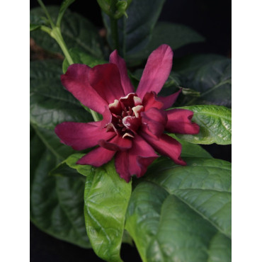 CALYCANTHUS raulstonii HARTLAGE WINE - Arbre aux anémones de Raulston