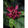 CALYCANTHUS raulstonii HARTLAGE WINE - Arbre aux anémones de Raulston