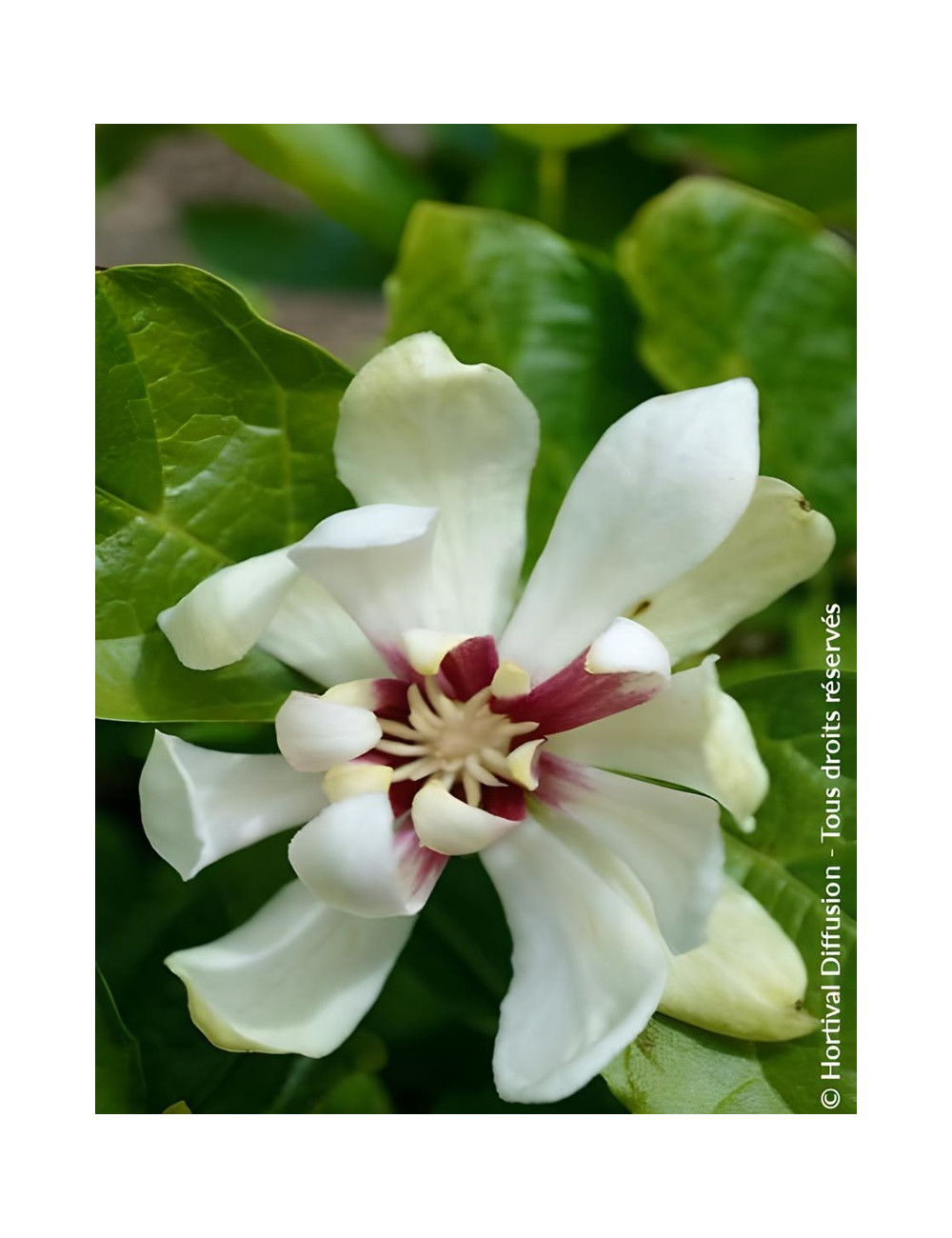 CALYCANTHUS raulstonii VENUS - Arbre aux anémones