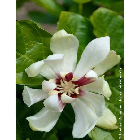 CALYCANTHUS raulstonii VENUS - Arbre aux anémones