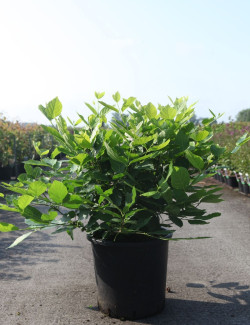 CALYCANTHUS raulstonii VENUS - Arbre aux anémones En pot de 25-30 litres buisson hauteur 100-125 cm