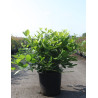 CALYCANTHUS raulstonii VENUS - Arbre aux anémones En pot de 25-30 litres buisson hauteur 100-125 cm