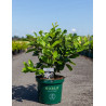 CALYCANTHUS raulstonii VENUS - Arbre aux anémones En pot de 10-12 litres buisson hauteur 060-080 cm