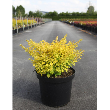 BERBERIS thunbergii AUREA En pot de 10-12 litres buisson hauteur 040-050 cm