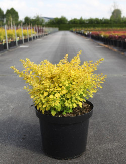 BERBERIS thunbergii AUREA En pot de 10-12 litres buisson hauteur 040-050 cm